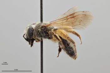 Media type: image;   Entomology 770391 Aspect: habitus lateral view